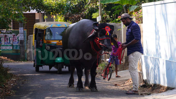 Commando Buffalo