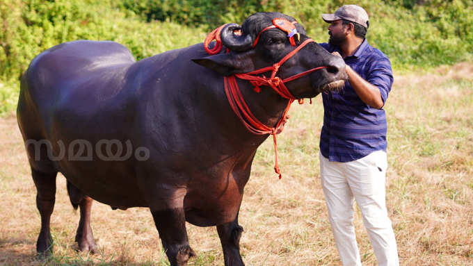 Commando Buffalo