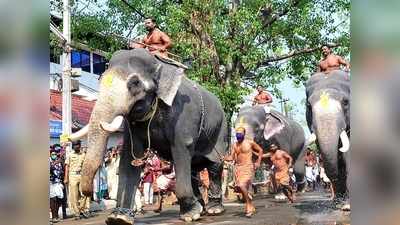 ആവേശമായി ആനയോട്ടം; വീണ്ടും ഗോപീകൃഷ്ണന്‍ ജേതാവ്! ഗുരുവായൂരിൽ ഇന്ന് കൊടിയേറും, വീഡിയോ കാണാം