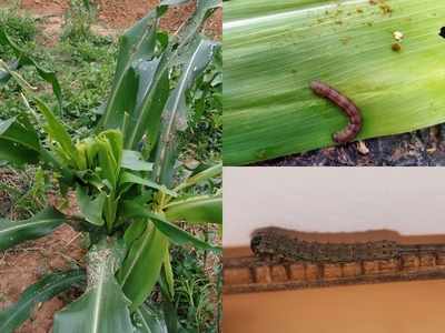 വിദേശകീടത്തിൻ്റെ ആക്രമണം വയനാട്ടിലും! കീടബാധ ചോളം, വാഴ കൃഷികളില്‍; ആശങ്കയിൽ കർഷകർ