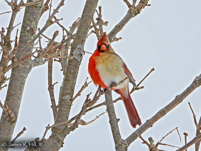 rare cardinal bird