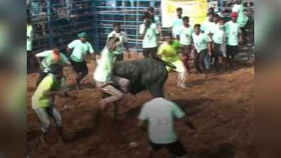 உசிலம்பட்டி ஜல்லிக்கட்டு... நின்னு விளையாடிய காளைக்கு ஆல்டோ கார் பரிசு!