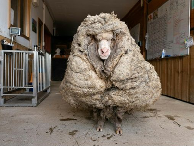 Video: ऑस्‍ट्रेलिया में जंगली भेड़ बनी ऊन का गोला, पकड़ा तो निकला 35 किलो ऊन