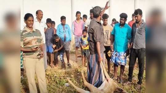 புதுக்கோடைக்கு தண்ணீர் தேடி வந்த புள்ளிமானை வேட்டையாடிய தெருநாய்கள்!