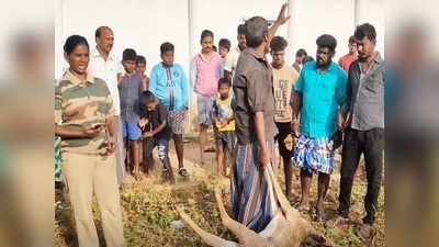 புதுக்கோடைக்கு தண்ணீர் தேடி வந்த புள்ளிமானை வேட்டையாடிய தெருநாய்கள்!