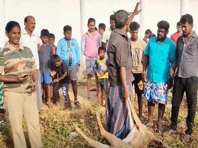 புதுக்கோடைக்கு தண்ணீர் தேடி வந்த புள்ளிமானை வேட்டையாடிய தெருநாய்கள்!