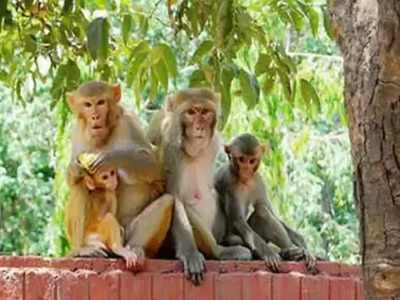 ಕೆಎಫ್ ಡಿ ಇಳಿಮುಖ; ಮಳೆಗಾಲ ಬಳಿಕ ಕಾಣಿಸದ ಮಂಗನ ಕಾಯಿಲೆ, ಗಡಿ ಭಾಗದಲ್ಲಿ ಕಟ್ಟೆಚ್ಚರ!