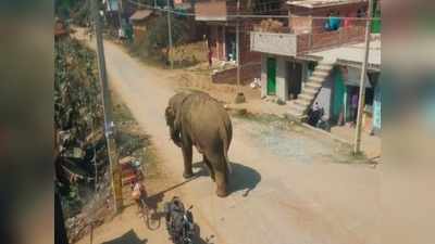 Bihar News: इस हाथी के डर से कांप रहे नवादा के लोग, जानिए क्या है वजह