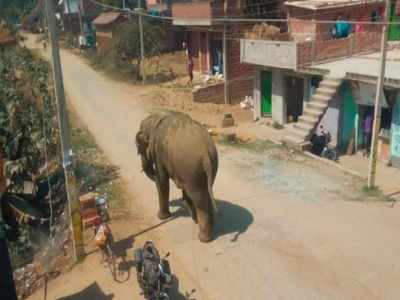 Bihar News: इस हाथी के डर से कांप रहे नवादा के लोग, जानिए क्या है वजह