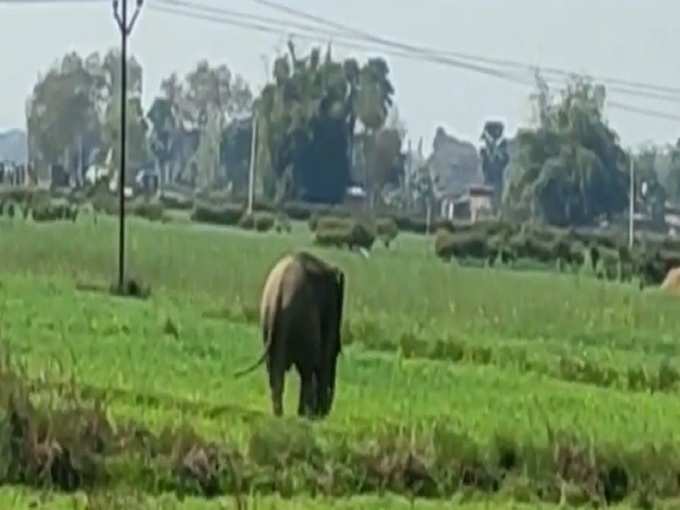 हाथी को काबू में करने में लगी नवादा और गया के वन विभाग की टीम