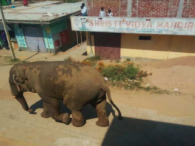 खेत की तरफ गए हुए शख्स को हाथी ने सूंढ से उठाकर पटका, मौत