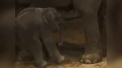 जब हाथी के बच्चे को खड़े-खड़े आ गई नींद और फिर... देखें VIDEO