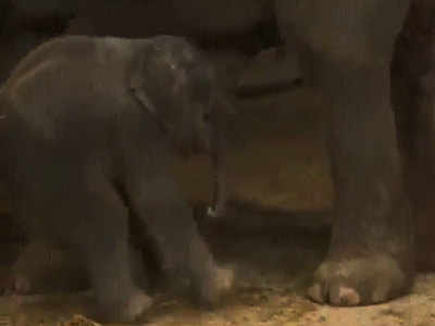 जब हाथी के बच्चे को खड़े-खड़े आ गई नींद और फिर... देखें VIDEO