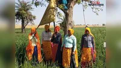 फसल बचाने के लिए महिला किसानों ने लगाया फंदा, जानिए क्या है पूरा माजरा
