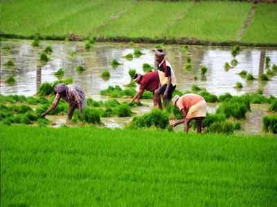 किसानों ने बढ़ाया देश का मान.. इकॉनमी को दी पॉजिटिव एनर्जी