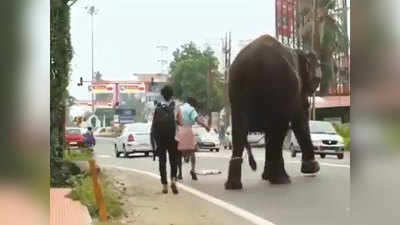 जंजीर मे बंधे इस हाथी की इंसानियत देखिए, इंसानों को भी दिखा गया रास्ता