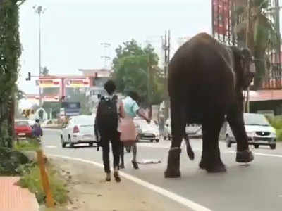 जंजीर मे बंधे इस हाथी की इंसानियत देखिए, इंसानों को भी दिखा गया रास्ता