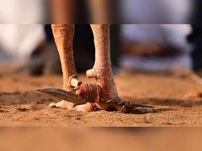 കാലിൽ കത്തി കെട്ടി, രഹസ്യഭാഗത്ത് പരിക്കേറ്റു മരണം; പൂവൻകോഴി പോലീസിൻ്റെ പിടിയിൽ