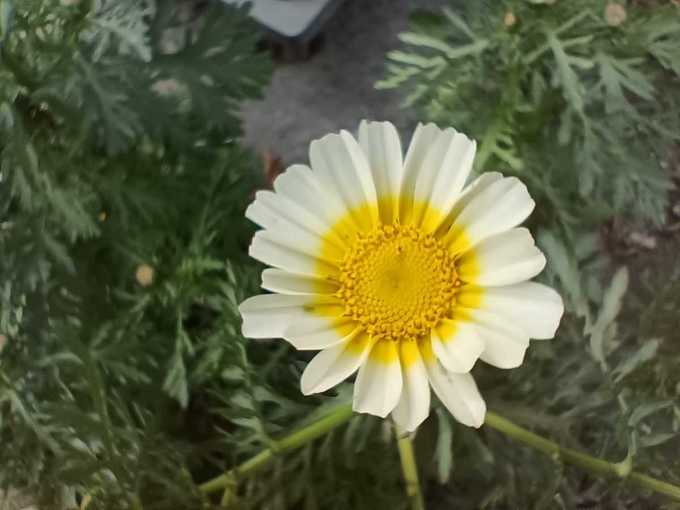 White Flower Macro Photo