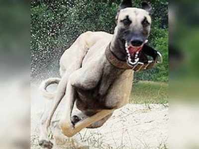 Mudhol Hound Dog Breed: मुधोल हाउंड नस्ल के कुत्ते पुलिस के लिए आदर्श नहीं