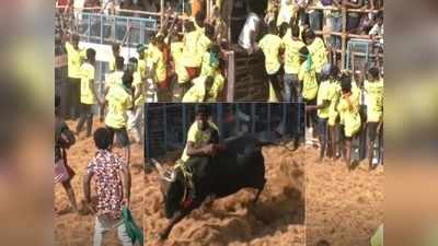 தேர்தல் காரணமாக புஷ்சாக போன புதுக்கோட்டை முனீஸ்வரர் கோயில் ஜல்லிக்கட்டு!