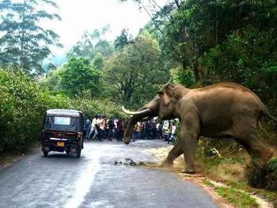 ವಾಹನ ಸವಾರರೇ ಹುಷಾರ್‌: ಶಿರಾಡಿ ಘಾಟ್ ನಲ್ಲಿ ಕಾಡಾನೆಗಳಿವೆ ಎಚ್ಚರ; ಮೈಯೆಲ್ಲಾ ಕಣ್ಣಾಗದಿದ್ದರೆ ಅಪಾಯ!