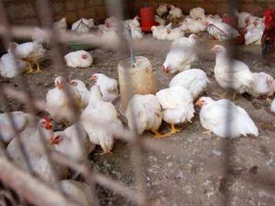 Bird flu : राज्यात गेल्या दोन महिन्यात आठ लाख कोंबड्यांचा मृत्यू