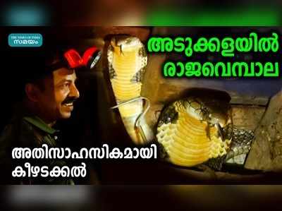 അടുക്കളയില്‍ രാജവെമ്പാല... അതിസാഹസികമായി കീഴടക്കല്‍