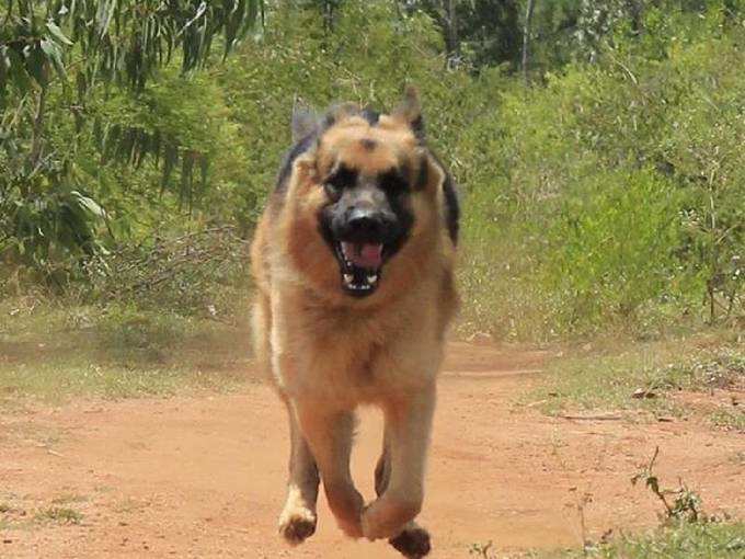 ಬಂಡೀಪುರದ ಪತ್ತೆದಾರಿ ಶ್ವಾನ ರಾಣಾ