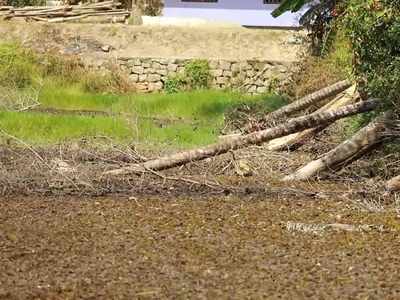 കളക്ടറുടെ ഉത്തരവിന് പുല്ലുവില; ചിറയിൽ നിന്ന് മരങ്ങൾ മുറിച്ച് മാറ്റാതെ പഞ്ചായത്ത്, വീഡിയോ കാണാം