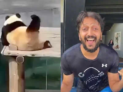 रितेश देशमुख ने शेयर किया पांडा का मजेदार वीडियो, डांस देख हो जाएंगे लोटपोट