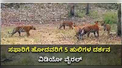 ಕಬಿನಿ ಸಫಾರಿ ಸರ್‌ಪ್ರೈಸ್..! 5 ಹುಲಿಗಳನ್ನು ಒಮ್ಮೆಲೇ ಕಂಡು ಅಚ್ಚರಿಗೊಂಡ ಪ್ರವಾಸಿಗರು..!