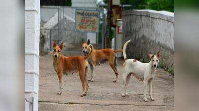 Moradabad News: मुरादाबाद में कुत्तों का आतंक, एक दिन में 85 लोगों को आवारा कुत्तों ने काटा
