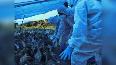 Maharashtra Bird Flu: महाराष्ट्र पर छाया बर्ड फ्लू का साया, 33 हज़ार मुर्गियों का काम तमाम