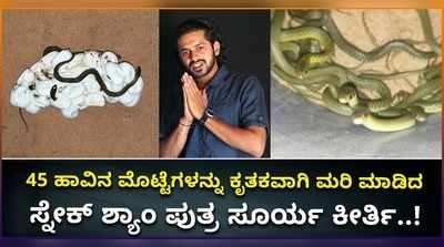 ವಿಡಿಯೋ: 45 ಹಾವಿನ ಮೊಟ್ಟೆಗಳನ್ನು ಕೃತಕವಾಗಿ ಮರಿ ಮಾಡಿದ ಸ್ನೇಕ್ ಶ್ಯಾಂ ಪುತ್ರ ಸೂರ್ಯ ಕೀರ್ತಿ