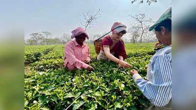 priyanka gandhi : चीन, जपानचा ग्रीन टी पिणाऱ्या बड्या नेत्यांना आता आसामचा कडक चहा पाजा, प्रियांका गांधींचा हल्लाबोल
