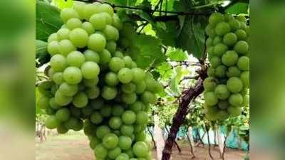 नाशिक : सव्वा तीन लाखांचा द्राक्ष उत्पादकांना गंडा