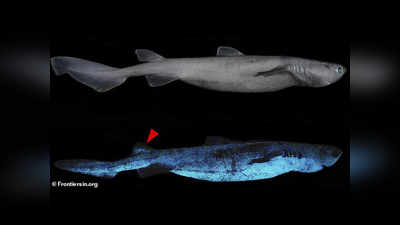 Glowing Shark: महासागर में 1000 फीट नीचे मिली अंधेरे में चमकने वाली विशाल शार्क, वैज्ञानिकों ने पहली बार देखा नजारा