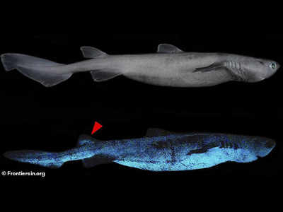 Glowing Shark: महासागर में 1000 फीट नीचे मिली अंधेरे में चमकने वाली विशाल शार्क, वैज्ञानिकों ने पहली बार देखा नजारा