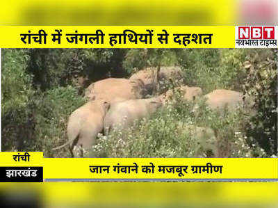 रांची में पसरा जंगली हाथियों का खौफ, दर्जन भर गांवों में आतंक