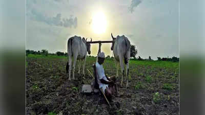 यवतमाळमधील ५० हजार शेतकरी कर्जमाफीविना