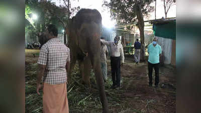 Elephants camp: முகாமிலிருந்து கோயில் வந்து சேர்ந்தாள் ஜெயமால்தயா