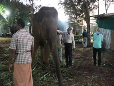 Elephants camp: முகாமிலிருந்து கோயில் வந்து சேர்ந்தாள் ஜெயமால்தயா