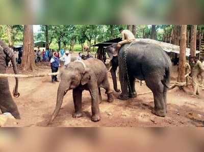 ಶಿವಮೊಗ್ಗದ ಸಕ್ರೆಬೈಲು‌ ಆನೆ ಬಿಡಾರಕ್ಕೆ ಚಿತ್ರದುರ್ಗದ ಮುರುಘಾ ಮಠದ ಹೆಣ್ಣಾನೆ ರವಾನೆ