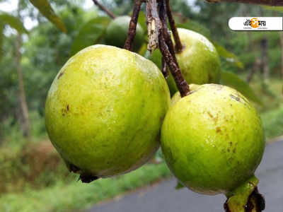 কেবল উপকারিতা নয়, পেয়ারার পার্শ্ব-প্রতিক্রিয়াও আপনার অবশ্যই জানা উচিত!