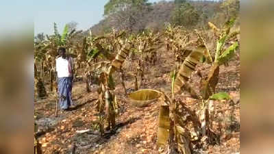 ಮೈಸೂರು: ಕಾಡ್ಗಿಚ್ಚಿಗೆ ಅರಣ್ಯದಂಚಿನ ಬಾಳೆ ಬೆಳೆ ಸಂಪೂರ್ಣ ಭಸ್ಮ; ಕಂಗಾಲಾದ ಕೋಣನೂರು ರೈತ