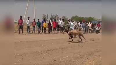 ట్రాక్‌లో కుక్కలు.. బరిలో వరాహాలు.. క్రేజీ పోటీలు