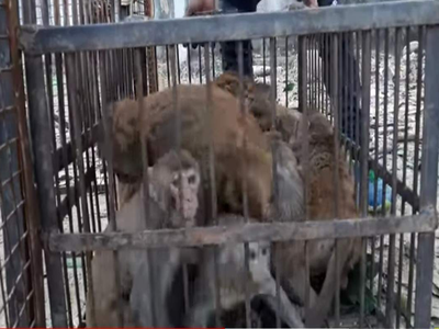 Mirzapur news : बंदरों को पकड़ेंगे मथुरा से आए मंकी कैचर, नगरपालिका ने दिया ठेका