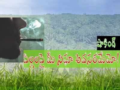 తాడేపల్లి తోటలో గంజాయి పంట: రూ. 500 పెట్టుబడితో రూ. 50 వేలు లాభం.. షాకింగ్ విషయాలు!