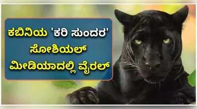 ವಿಡಿಯೋ: ಕಬಿನಿಯ ಕರಿ ಸುಂದರ ಸೋಶಿಯಲ್ ಮೀಡಿಯಾದಲ್ಲಿ ವೈರಲ್